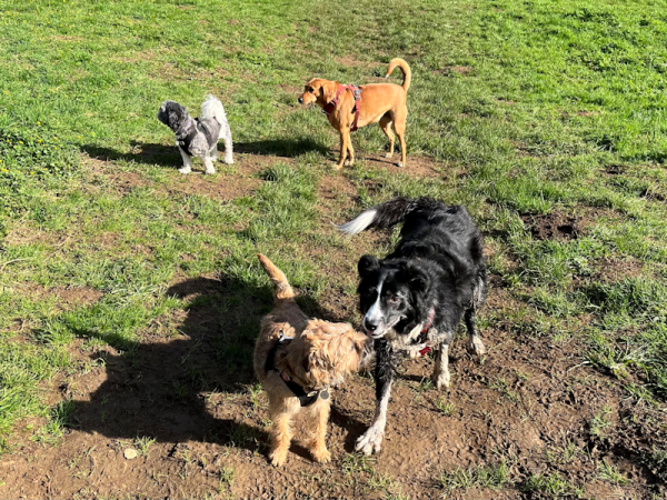 Group of 4 dogs off lead looking around